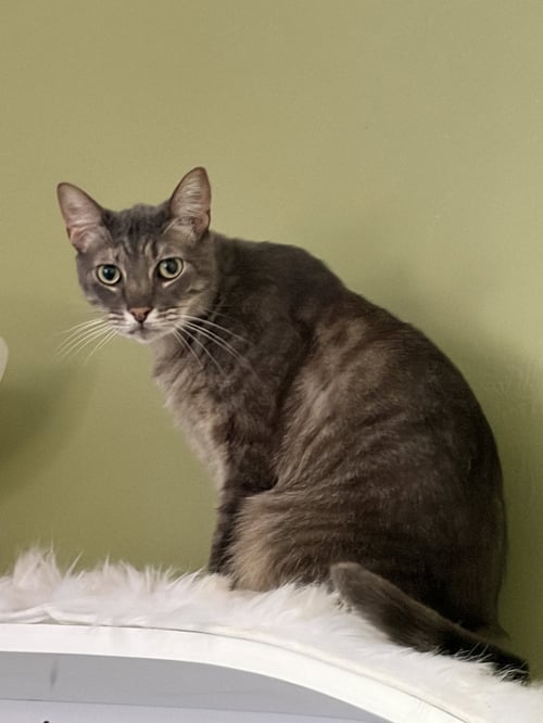 RAIDER - Domestic Short Hair available for adoption