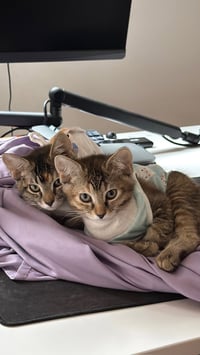 Tango (& Mango) - Photo 3