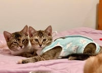 Tango (& Mango) - Photo 4