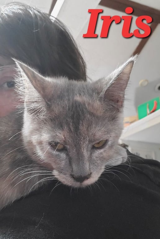 Iris (& Poppy) Image