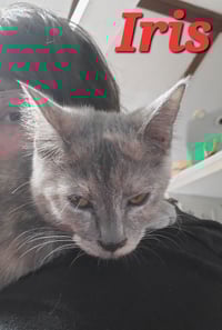 Iris (& Poppy) - Photo 1