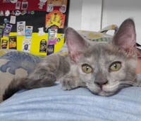 Iris (& Poppy) - Photo 2