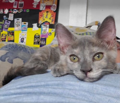 IRIS (& POPPY) - Dilute Tortoiseshell available for adoption