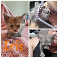 Iris (& Poppy) - Photo 4