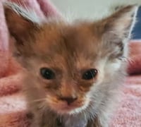 Iris (& Poppy) - Photo 5