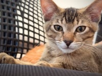 Jumbles (& Tumbles) - Photo 3