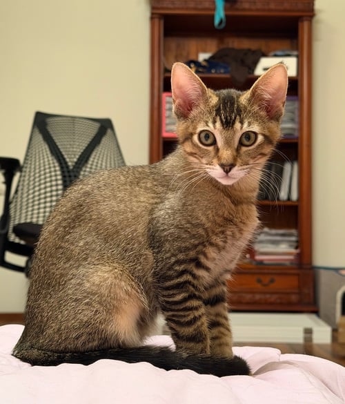 JUMBLES (& TUMBLES) - Domestic Short Hair available for adoption