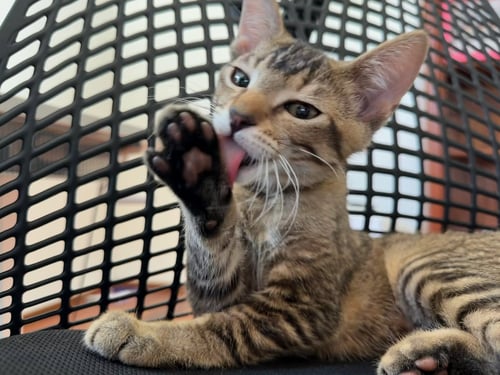 JUMBLES (& TUMBLES) - Domestic Short Hair available for adoption