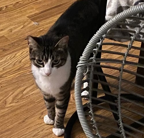 ANNIE - Domestic Short Hair available for adoption