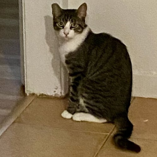 ANNIE - Domestic Short Hair available for adoption
