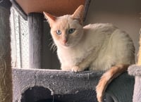 Lucky (& Miesha) - Photo 1