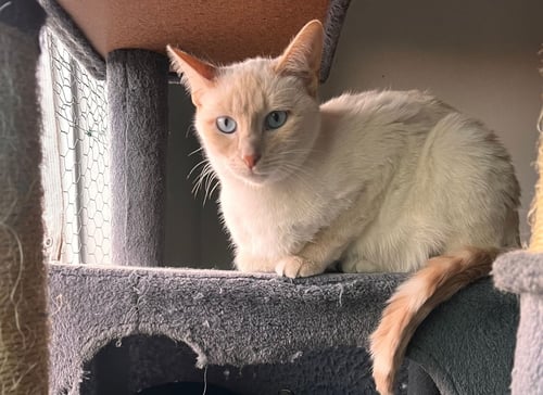 LUCKY (& MIESHA) - Domestic Short Hair for adoption in Hayward