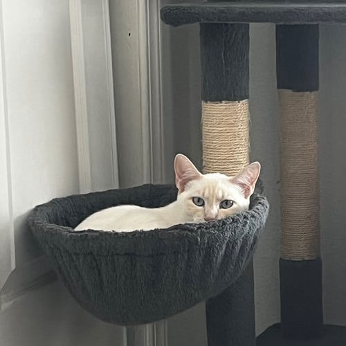 LUCKY (& MIESHA) - Domestic Short Hair available for adoption