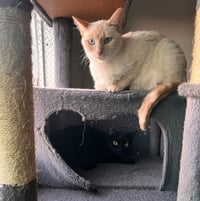 Lucky (& Miesha) - Photo 4