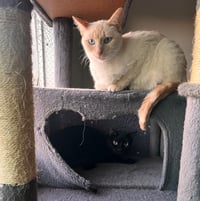 Lucky (& Miesha) - Photo 4