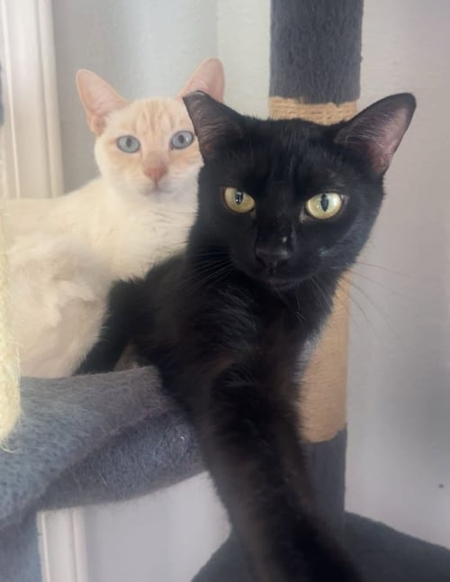 LUCKY (& MIESHA) - Domestic Short Hair available for adoption