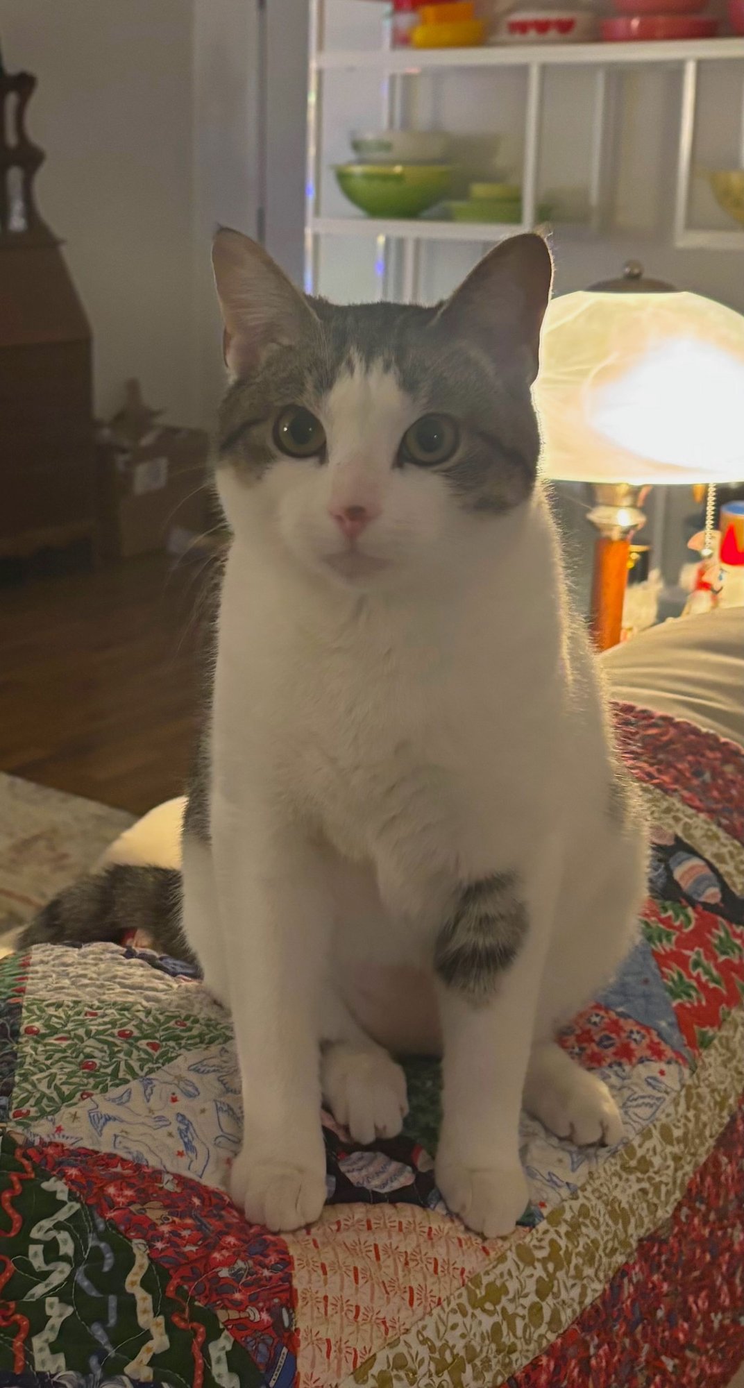 CLEO - Domestic Short Hair available for adoption