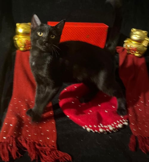 TWINKLE TWINKLE (& LITTLE STAR) - Domestic Short Hair available for adoption