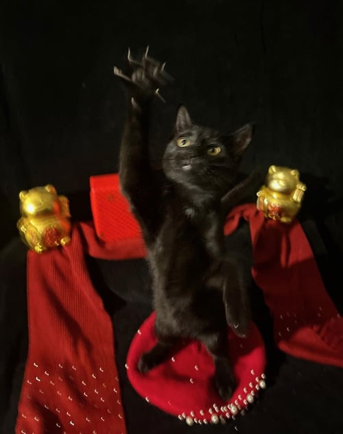 TWINKLE TWINKLE (& LITTLE STAR) - Domestic Short Hair available for adoption