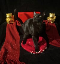 Twinkle Twinkle (& Little Star) - Photo 4