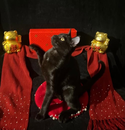 TWINKLE TWINKLE (& LITTLE STAR) - Domestic Short Hair available for adoption