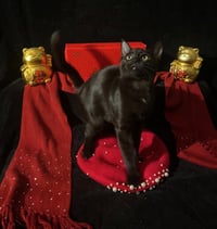 Twinkle Twinkle (& Little Star) - Photo 1