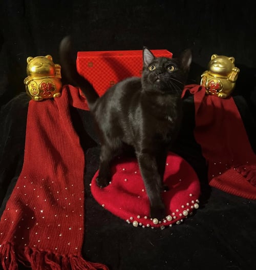 TWINKLE TWINKLE (& LITTLE STAR) - Domestic Short Hair available for adoption