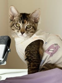 Mango (& Tango) - Photo 2