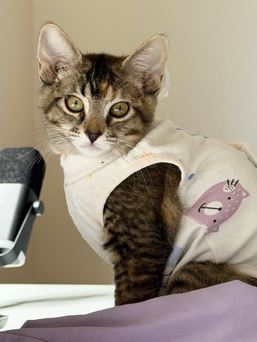 MANGO (& TANGO) - Domestic Short Hair available for adoption