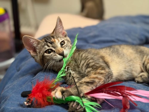 MANGO (& TANGO) - Domestic Short Hair available for adoption