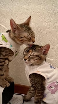 Mango (& Tango) - Photo 4