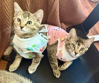 Mango (& Tango) - Photo 3