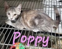 Poppy (& Willow) - Photo 4