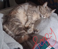 Poppy (& Willow) - Photo 2