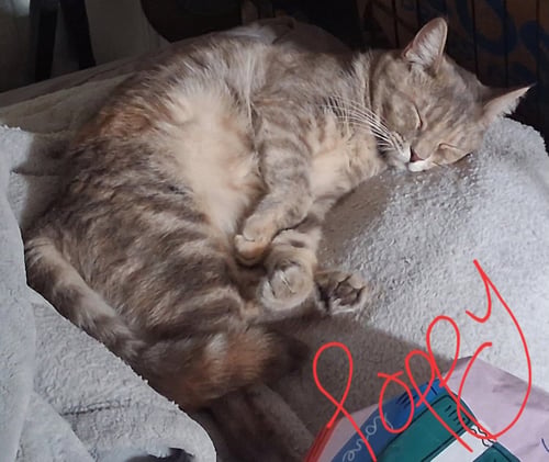 POPPY (& WILLOW) - Dilute Tortoiseshell available for adoption