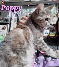 Poppy (& Willow) - Photo 1