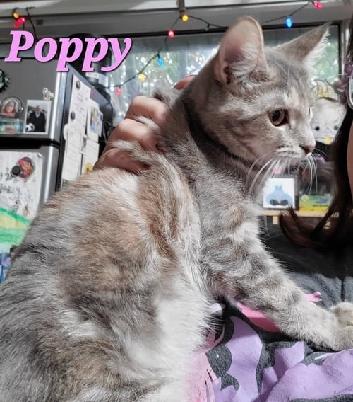 POPPY (& WILLOW) - Dilute Tortoiseshell available for adoption
