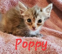 Poppy (& Willow) - Photo 5