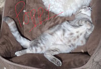 Poppy (& Willow) - Photo 6