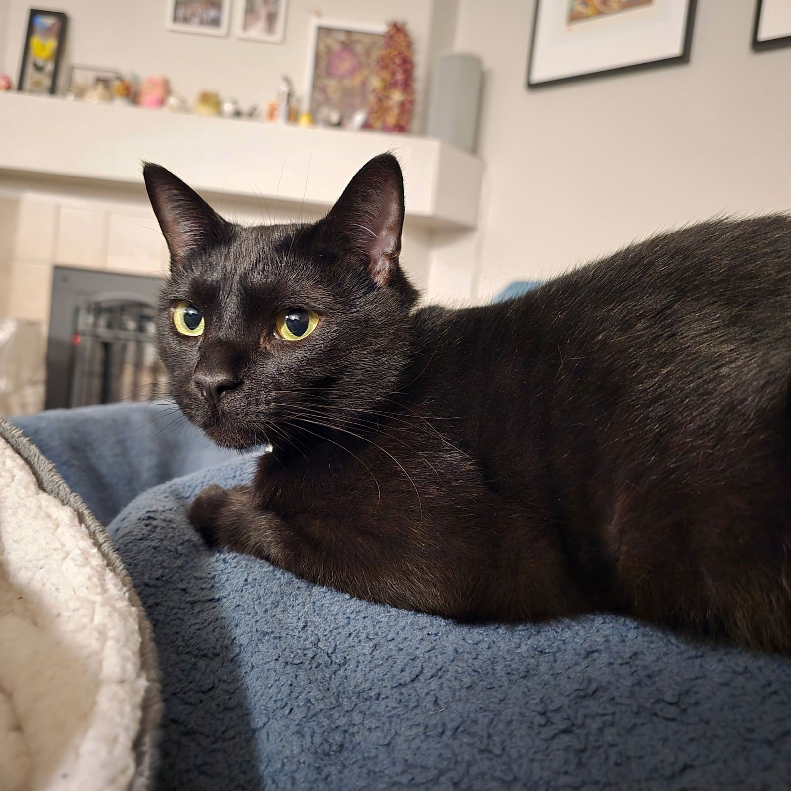 JIJI - Domestic Short Hair available for adoption