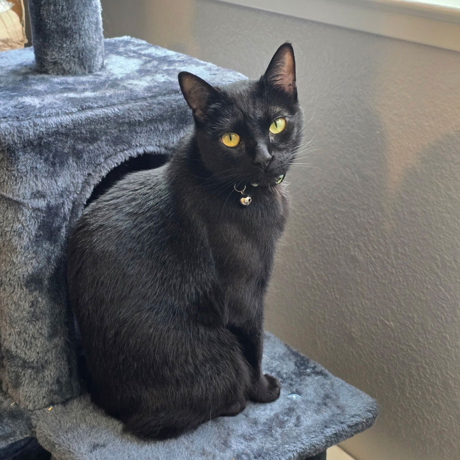 JIJI - Domestic Short Hair available for adoption