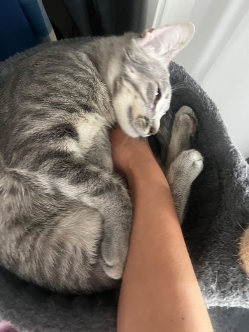 BUBBLES (& SKIBIDI) - Domestic Short Hair available for adoption