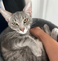 Bubbles (& Skibidi) - Photo 3