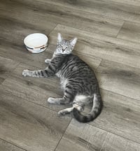 Bubbles (& Skibidi) - Photo 4