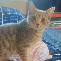 Bubbles (& Skibidi) - Photo 5