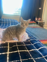 Bubbles (& Skibidi) - Photo 6