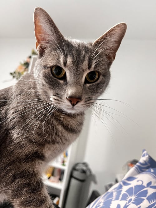 BUBBLES (& SKIBIDI) - Domestic Short Hair available for adoption