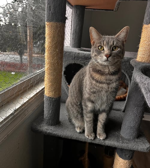 BUBBLES (& SKIBIDI) - Domestic Short Hair available for adoption