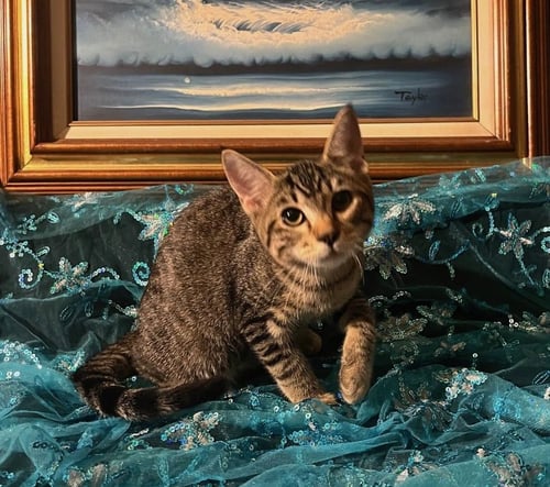 LITTLE STAR (& TWINKLE TWINKLE) - Domestic Short Hair available for adoption