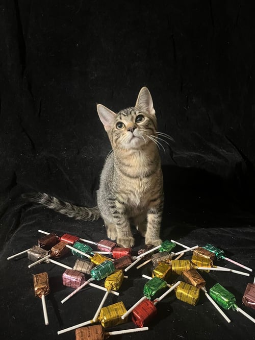 LITTLE STAR (& TWINKLE TWINKLE) - Domestic Short Hair available for adoption